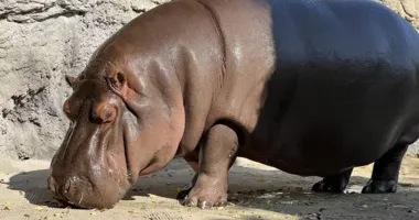 Imagem ilustrativa da imagem Depois de anos, zoológico descobre que hipopótamo é fêmea