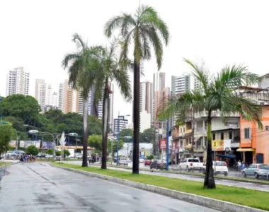 Árvore de grande porte caiu na Avenida Vasco da Gama, na madrugada desta segunda-feira (8)