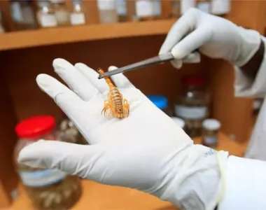 Bióloga do Ciave manuseia o mais venenoso da América do Sul
