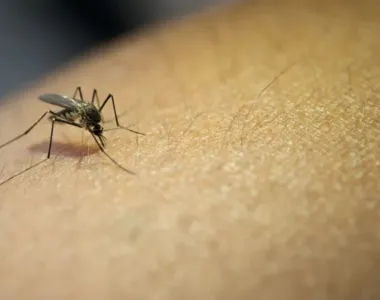 A taxa de letalidade da dengue no estado é de 2,9%