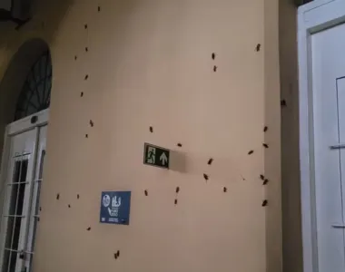Baratas saíram do esgoto e invadiram imóveis e ruas