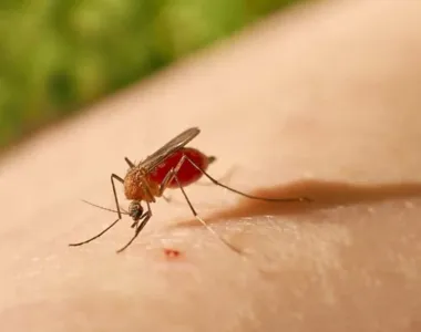 Febre do Oropouche é transmitida pelo ‘maruim’ ou mosquito-pólvora