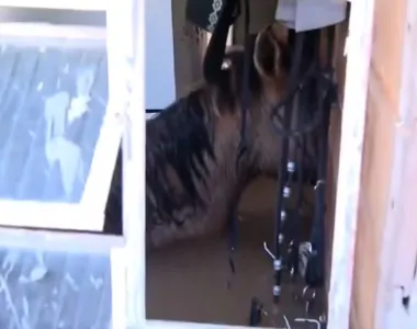 Um morador da região estava ajudando os cavalos