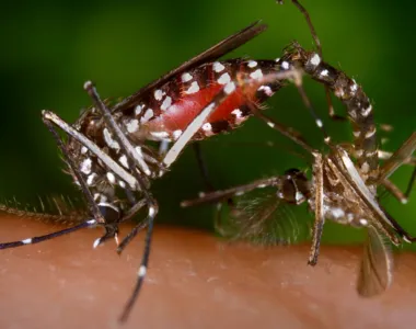 Cidade lidera prováveis casos de dengue