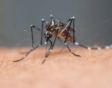 Na Bahia, mais de 20 mortes por dengue foram confirmadas