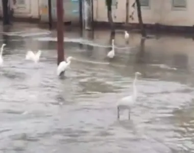 As garças estavam se alimentando de peixes no Centro de Porto Alegre