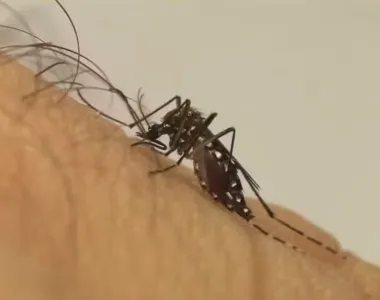 Mosquito que transmite a dengue precisa ser combatido