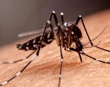 A aglomeração de pessoas não é um fator de risco para a disseminação da dengue