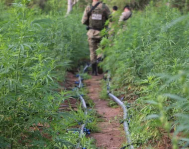 Plantio do entorpecente foi exterminado pelas autoridades