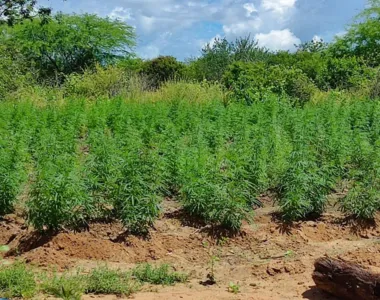 Plantação era irrigada pelos traficantes