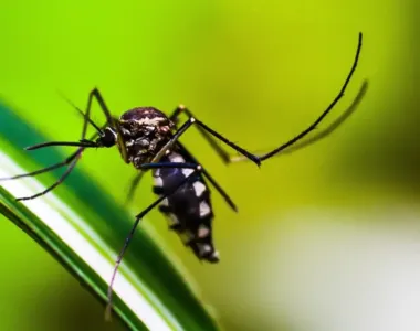 Cinco óbitos por dengue foram registrados em Vitória da Conquista