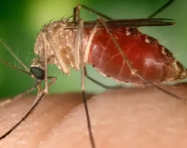 A transmissão da doença acontece por meio da picada de mosquitos do gênero Culicoides paraenses, conhecidos como maruim, ou mosquito pólvora