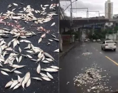 Torcedores do Vitória despejam centenas de sardinhas na Ladeira Fonte das Pedras