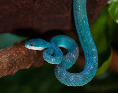 Serpente resgatada na Bahia