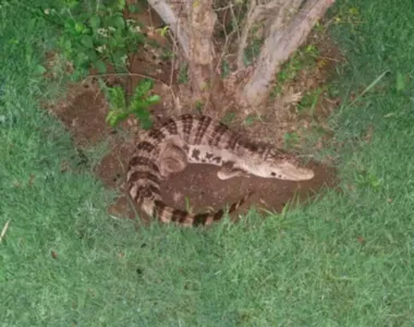 O animal na verdade era um enfeite de extrema fidelidade com um animal real