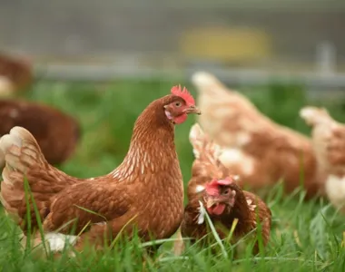 Cientistas conseguiram descobrir a novidade gravando as galinhas