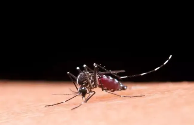 Imagem ilustrativa da imagem Bahia chega a 64ª morte por dengue e epidemia abrange 197 municípios