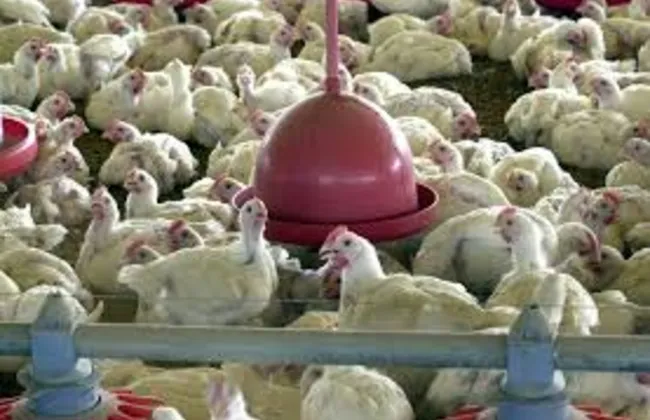 Imagem ilustrativa da imagem OMS pensa em possibilidade de gripe aviária atingir humanos
