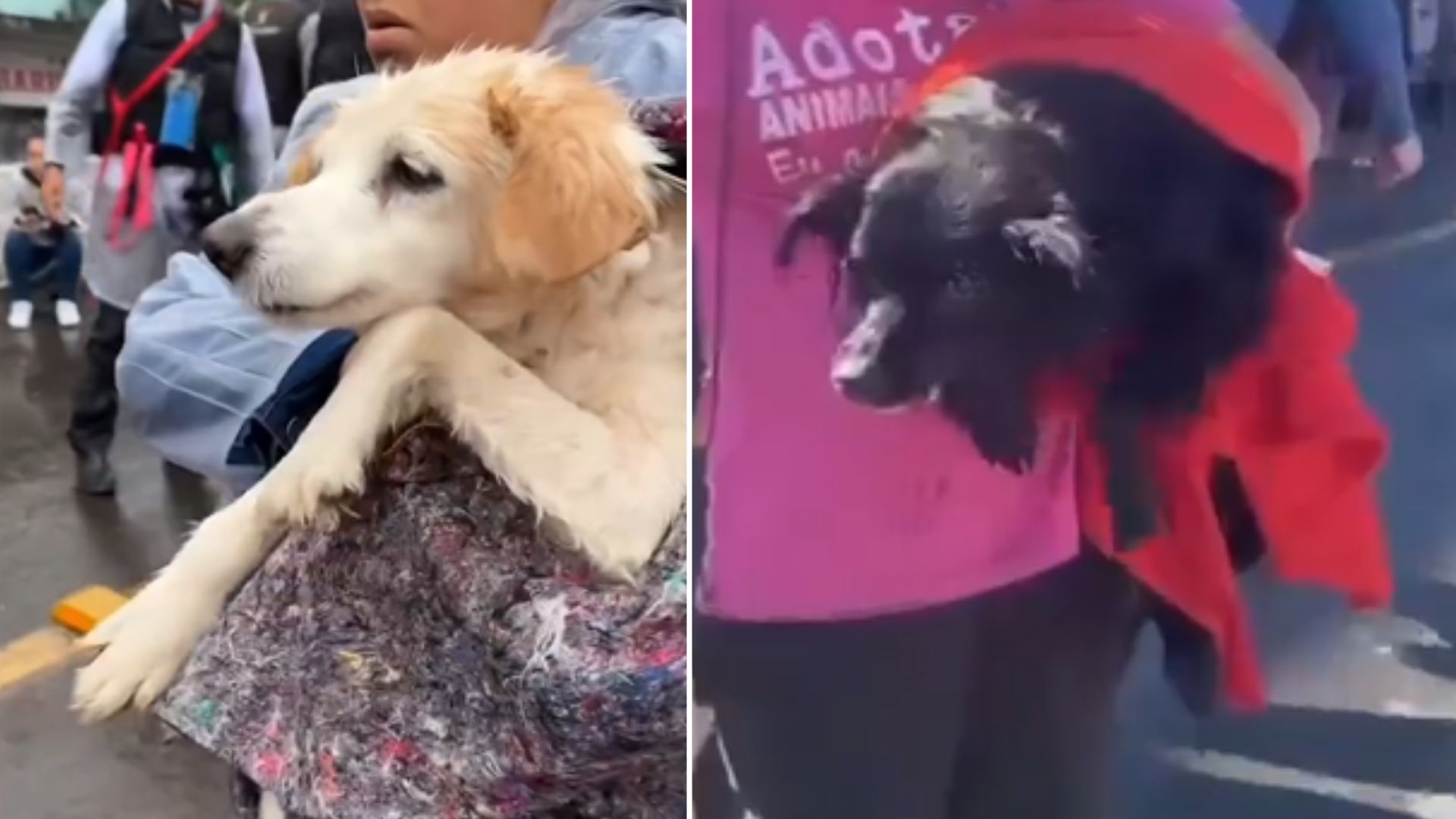 Vídeo: Cachorros ficam traumatizados após enchente no RS e comovem web |  Portal Massa