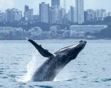 Turismo de observação de baleia gera receitas