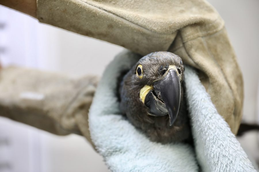 Arara-azul tem cerca de 6 meses de vida