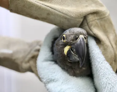 Arara-azul tem cerca de 6 meses de vida
