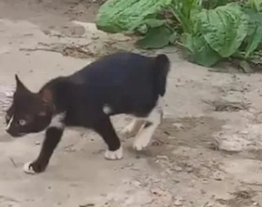 O gatinho está divertindo a web com suas patinhas 'diferentes'