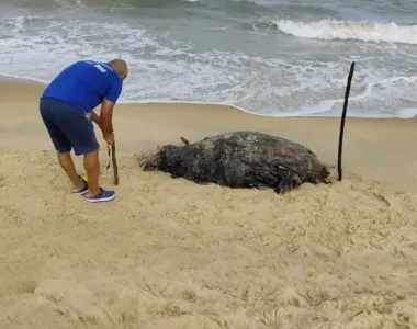 Carcaça do animal foi encontrada nesta quarta-feira (11)