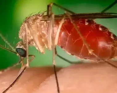 Mosquito maruim é o transmissor da doença