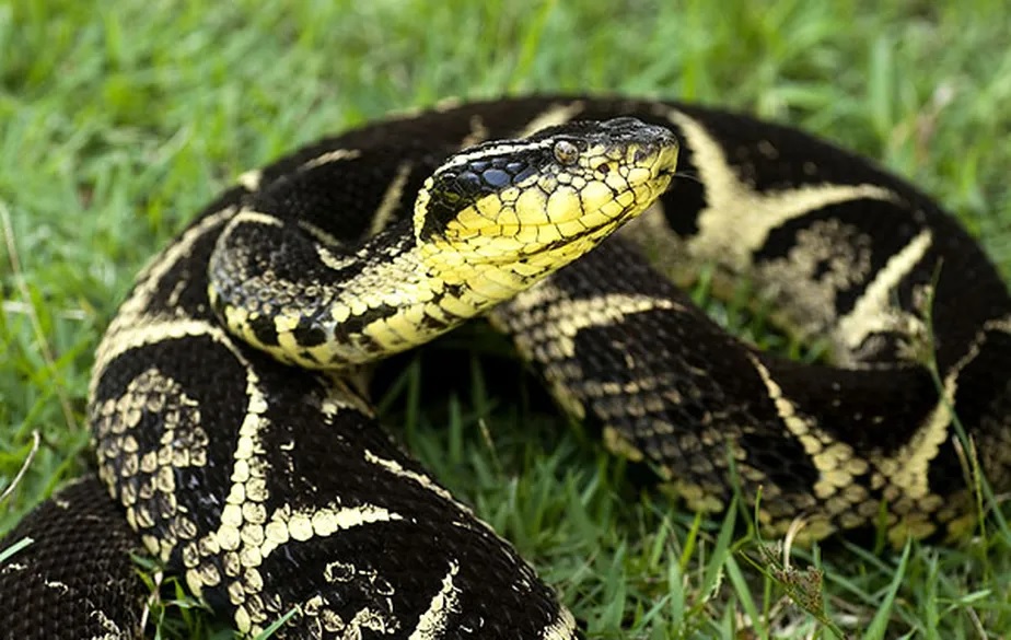 Não há provas científicas de que morder o animal de volta depois de ser mordido seja eficaz para não ser envenenado