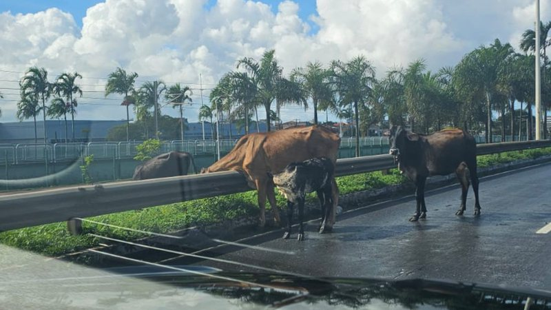 Vacas pastavam tranquilamente na grama do canteiro central da pista