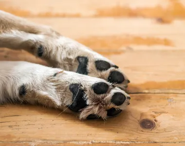 Uma mulher passeava com o cachorro quando foi abordada pelos suspeitos