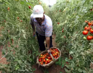 Tomate foi um dos alimentos que recuaram de preço recentemente