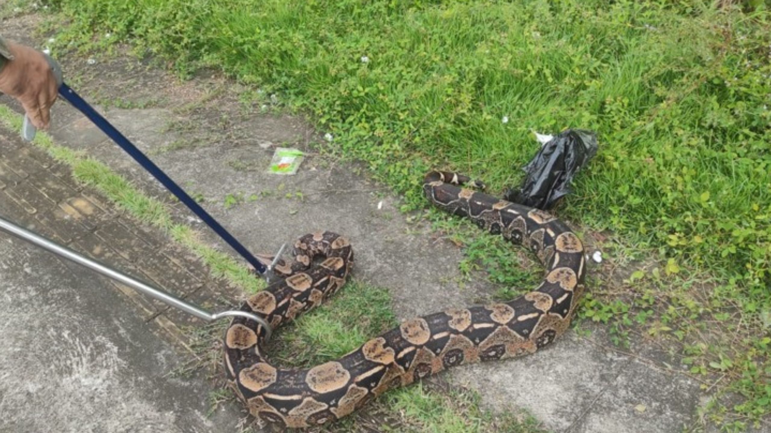 Jiboia faz parte da família Boidae