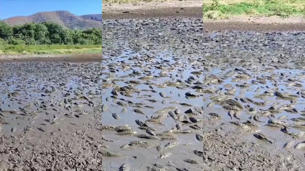 Centenas de peixes agonizam após seca de área alagável no Pantanal