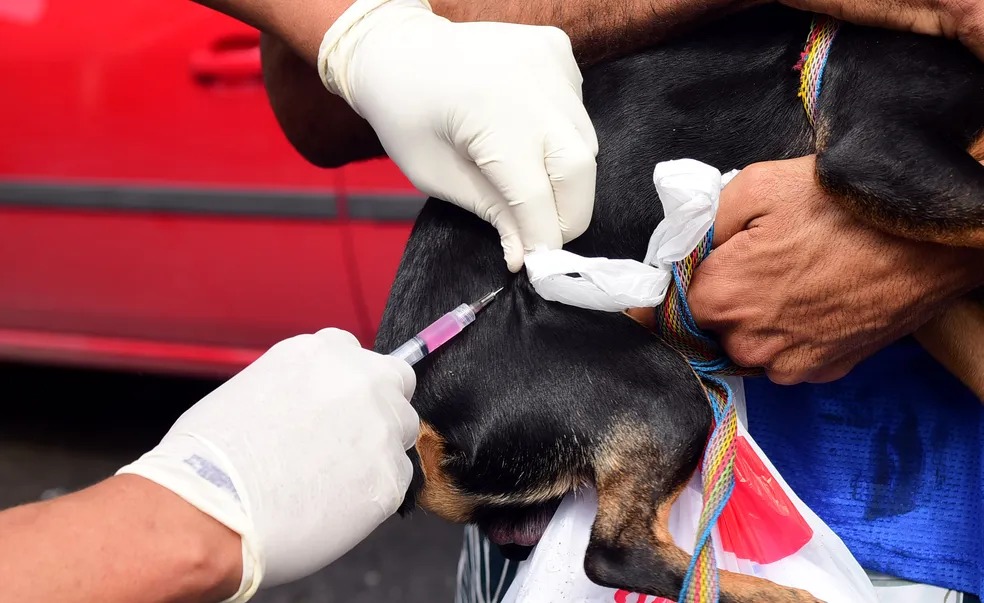 A imunização tem como objetivo garantir a saúde e a segurança dos animais