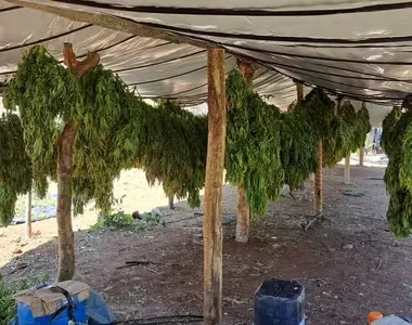 Homens são presos suspeitos de liderar laboratório de maconha