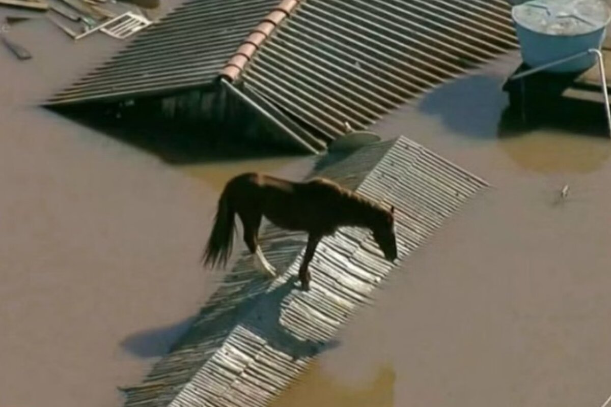 Sérgio Padilha diz que colocou o animal no ponto mais alto da chácara no momento da enchente, mas depois o perdeu