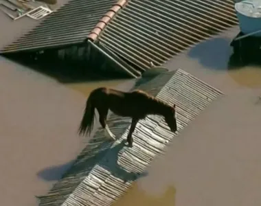 Sérgio Padilha diz que colocou o animal no ponto mais alto da chácara no momento da enchente, mas depois o perdeu