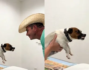 Cachorro que não gosta de homens faz veterinário se transformar para atendimento