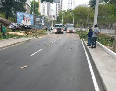 Seman investiga as causas da queda do vegetal