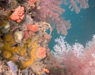 O coral, conhecido como octocoral, é um organismo de corpo mole e coloração rosada