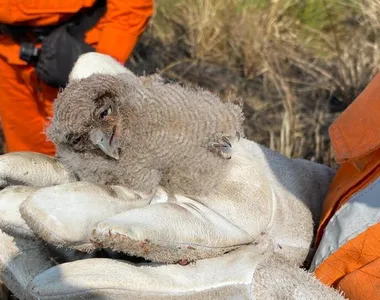 Aves não estavam com ferimentos aparentes