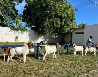 Fenagro acontece até o dia 8 de dezembro, no Parque de Exposições de Salvador