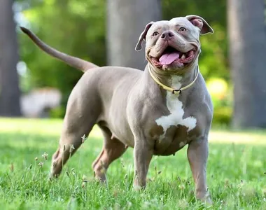 Cão era da raça American Bully