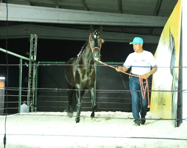 Cavalo Mangalarga Marchador