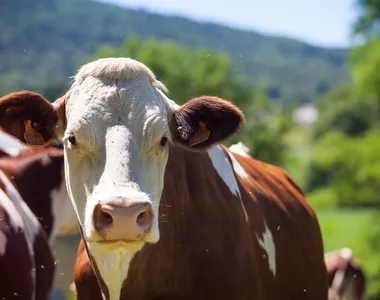 Animal reagiu após tentativa de estupro