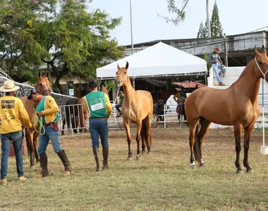 Competição exige alguns requisitos dos cavalos