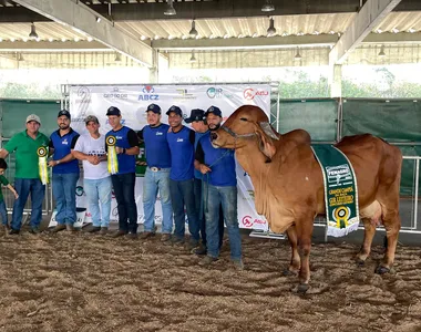 A grande campeã Gir Leiteira