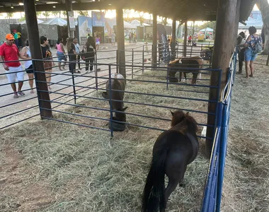 Pôneis são o sucesso da criançada que visita a Fenagro